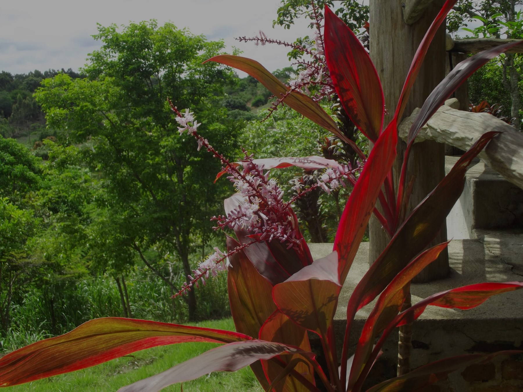 planta