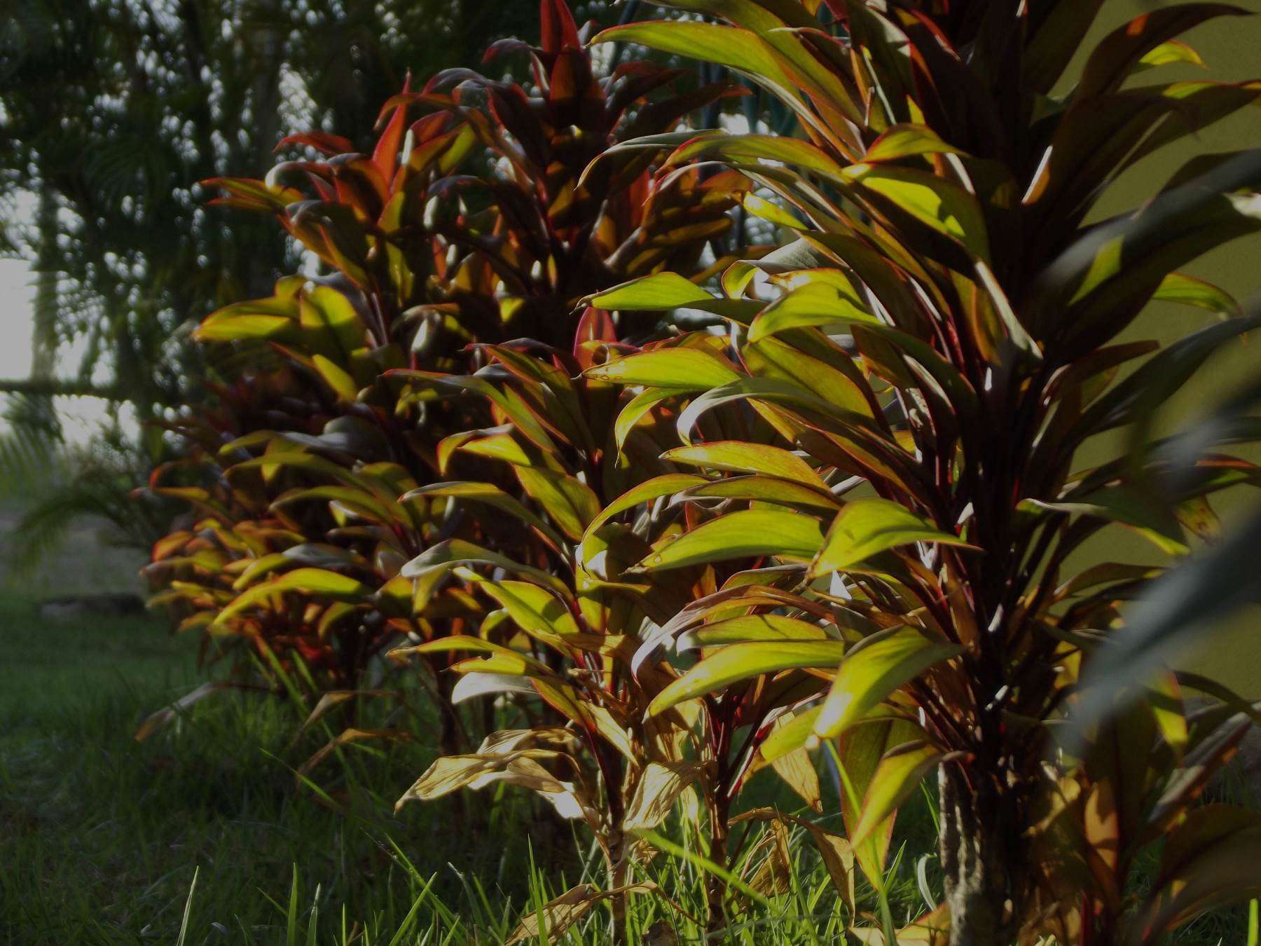 planta 2