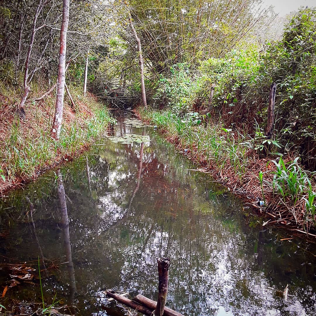 Rio na Mata